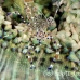 shrimp_cleaner_spotted_dome_nwp_h_0322_tci2275.jpg